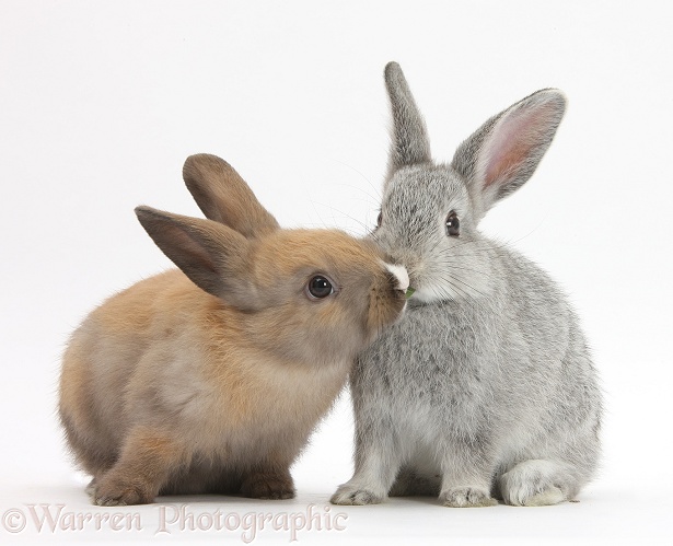 Baby rabbits kissing, white background