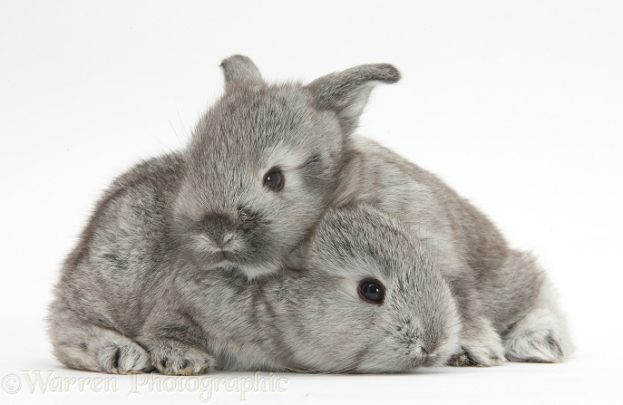 Two silver baby rabbits, white background