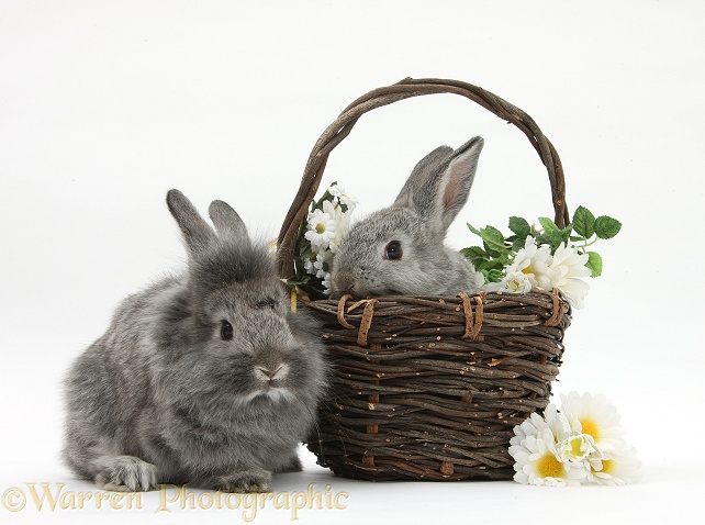 Young Silver Lionhead rabbits in a basket with flowers, white background