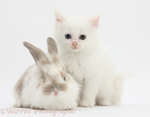 White kitten and baby rabbit, white background