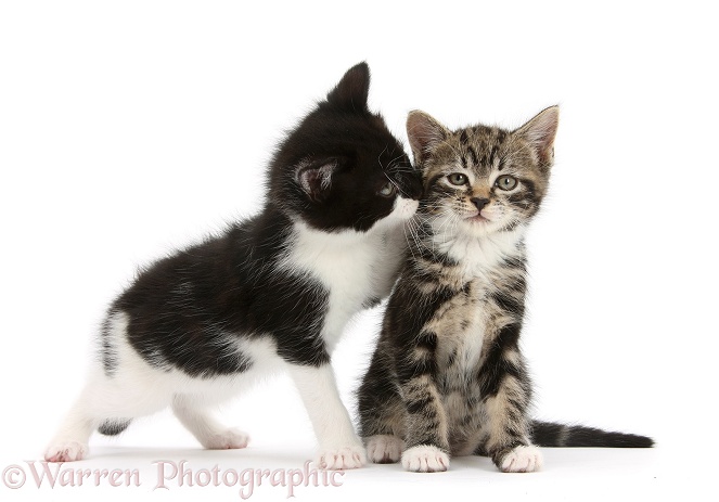 Tabby kitten with black-and-white kitten, white background