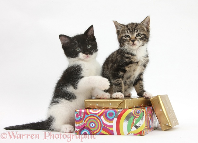 Kittens on birthday parcels, white background