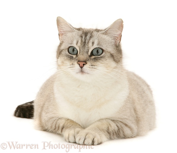 Pregnant female cat, Spice, lying with head up, white background