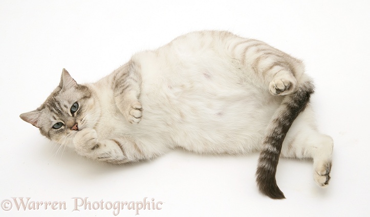 Pregnant female cat, Spice, rolling on her back, white background