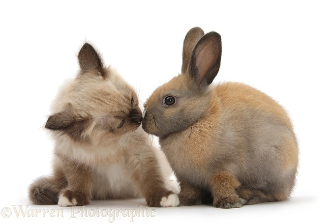 Ragdoll-cross kitten and young rabbit, white background