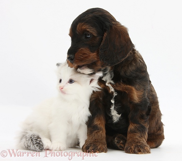 Cockapoo pup and Ragdoll-cross kitten, white background