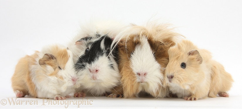 Long-haired mother and father Guinea pig with babies, white background