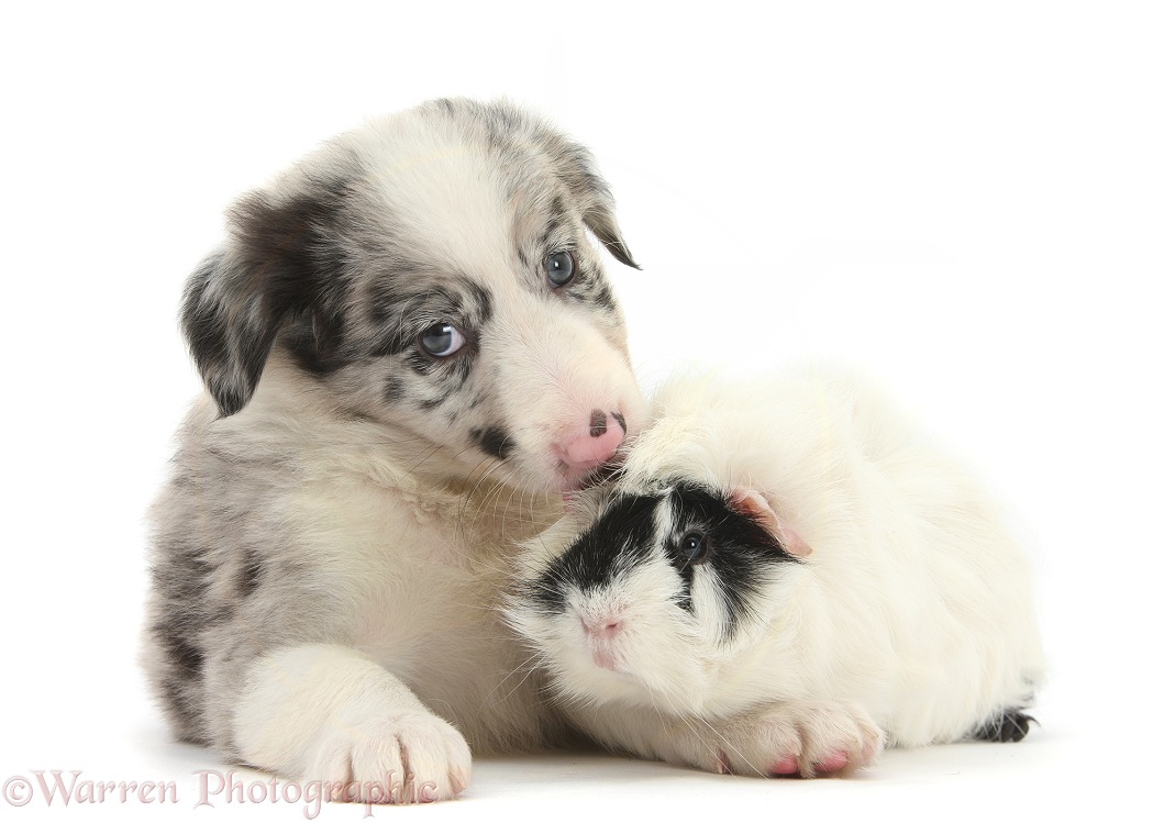 Merle Border Collie puppy, 6 weeks old, and black-and-white Guinea pig, white background