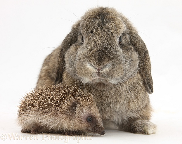 Baby Hedgehog and agouti Lop rabbit, white background