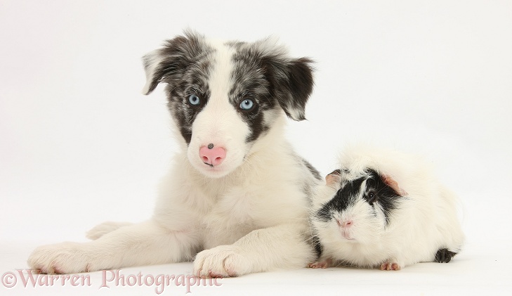 Blue merle Border Collie puppy, Reef, 9 weeks old, with black-and-white Guinea pig, white background