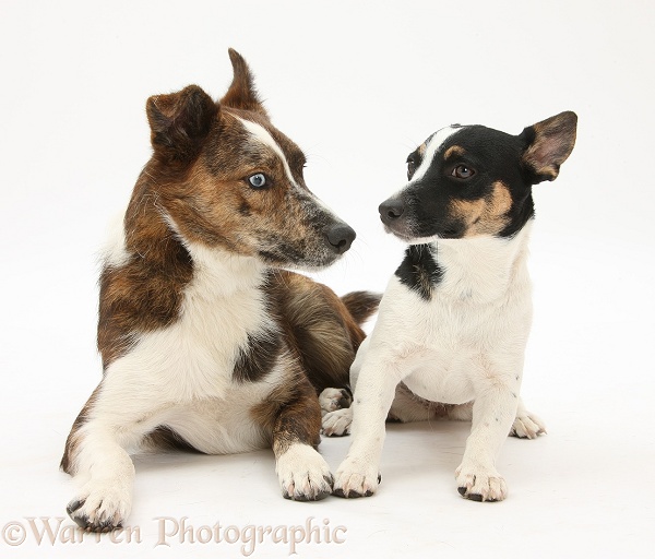 Mongrel dog, Brec, and Jack Russell Terrier bitch, Rubie, white background