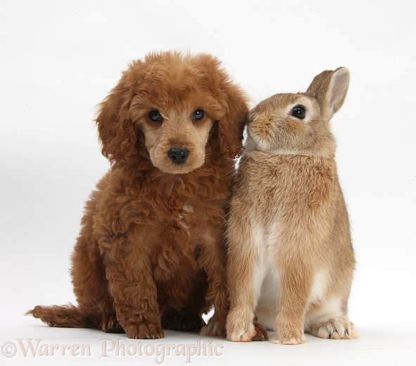 Apricot miniature Poodle pup, Ruebin, 8 weeks old, with Netherland dwarf-cross rabbit, Peter, white background