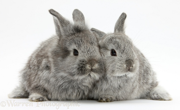 Two silver young rabbits, white background