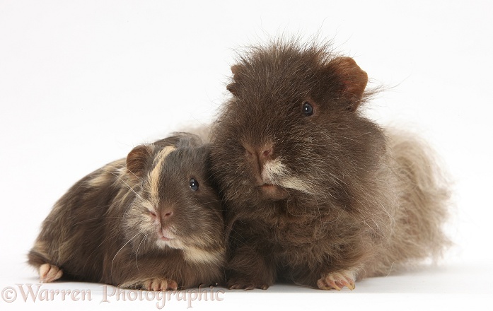 Chocolate shaggy Guinea pig and baby, white background