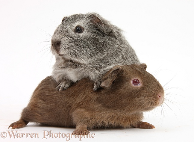 Silver and chocolate baby Guinea pigs, white background