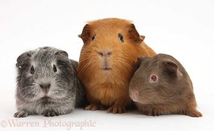 Mother red Guinea pig with silver and chocolate babies, white background