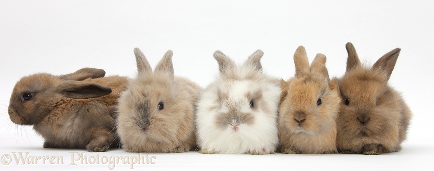 Five baby Lionhead-cross rabbits, white background