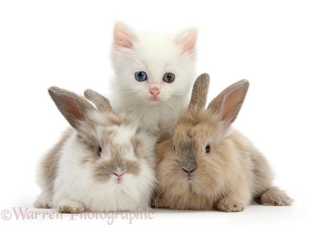 White kitten and baby rabbits, white background