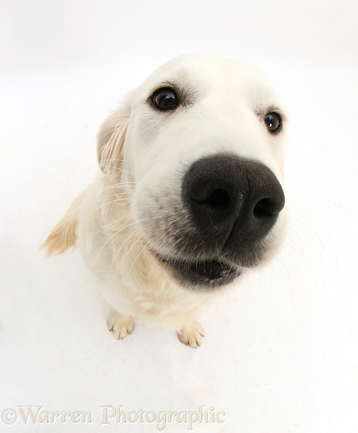 Golden Retriever, Daisy, 9 months old, white background