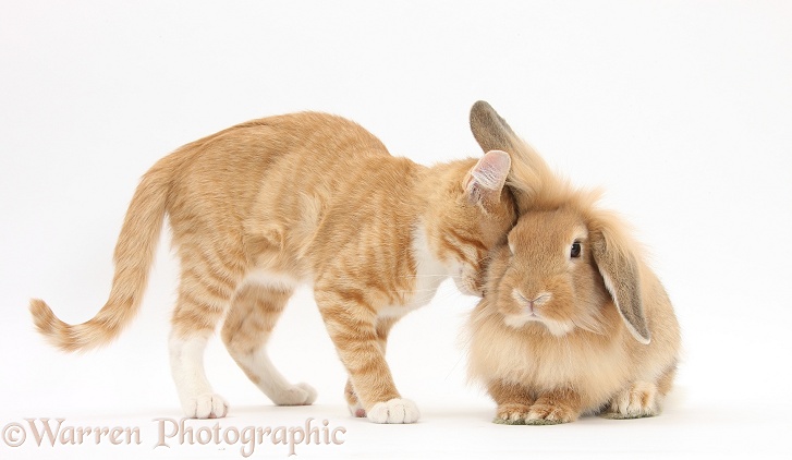 Ginger kitten, Tom, 3 months old, head-butting Sandy Lionhead rabbit, white background