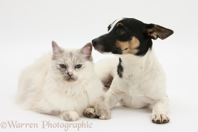 Birman cat, Tallulah, with Jack Russell Terrier bitch, Rubie, white background