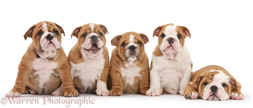 Five Bulldog pups, 8 weeks old, white background