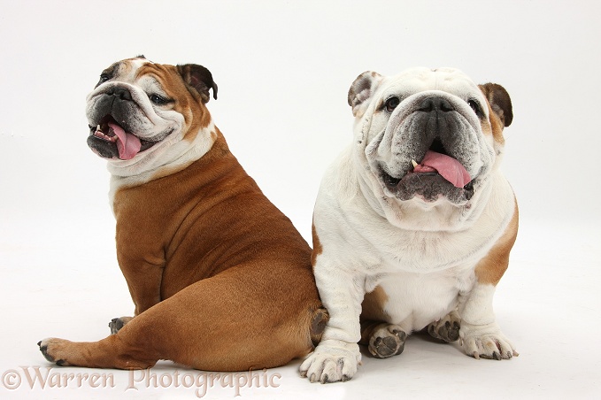 Two Bulldogs, back to back, white background