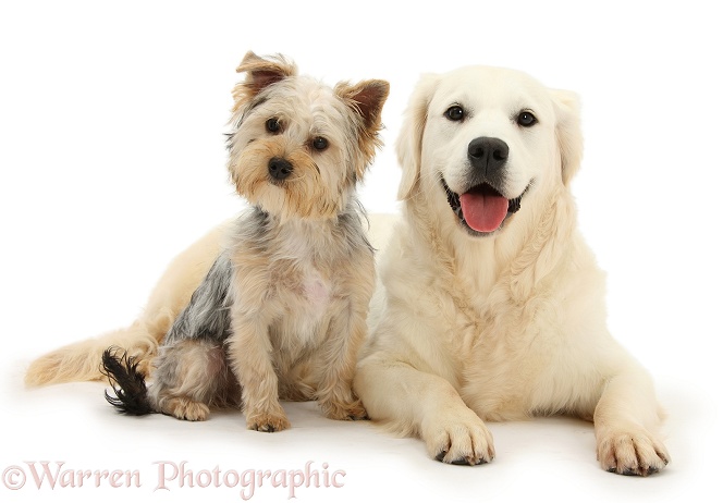 Yorkshire Terrier, Evie, 6 months old, with Golden Retriever, Daisy, 9 months old, white background
