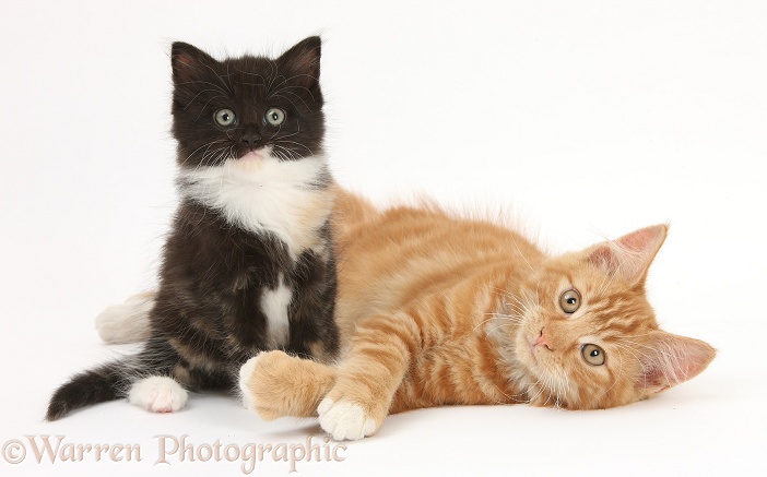 Ginger kitten, Butch, 3 months old, with younger black-and-white kitten, white background
