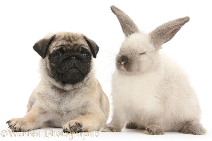 Fawn Pug pup, 8 weeks old, and sooty colourpoint rabbit, white background