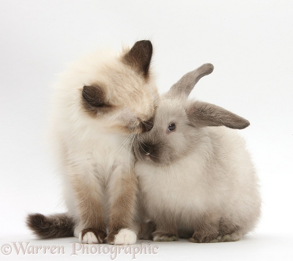 Birman-cross kitten and young colourpoint rabbit, white background