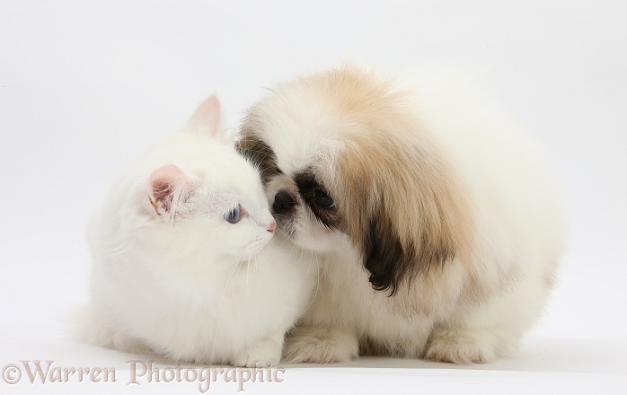 Parti colour Pekingese pup, Kiki, 11 weeks old, with white Maine Coon-cross kitten, white background