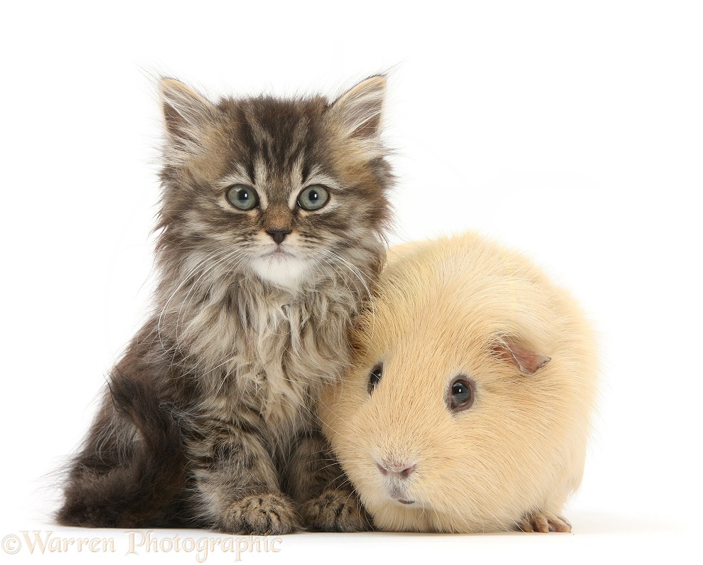 Tabby kitten, Beebee, 10 weeks old, with yellow Guinea pig, white background