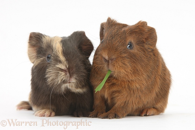 Two baby Guinea pigs, white background