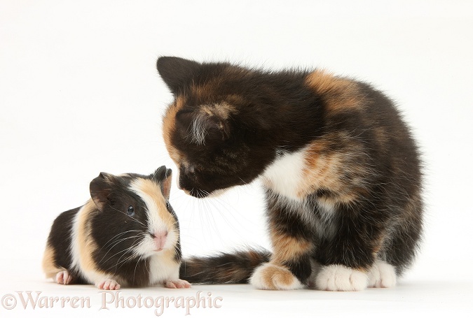 Tortoiseshell kitten with baby tortoiseshell Guinea pig, white background