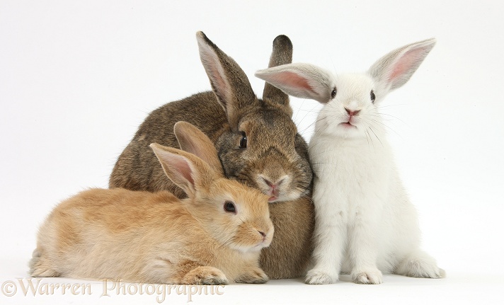 Mother rabbit and two young rabbits of different colours, white background