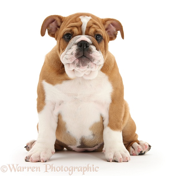 Bulldog pup, 11 weeks old, white background