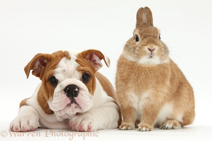 Bulldog pup, 11 weeks old, and Netherland-cross rabbit, Peter, white background