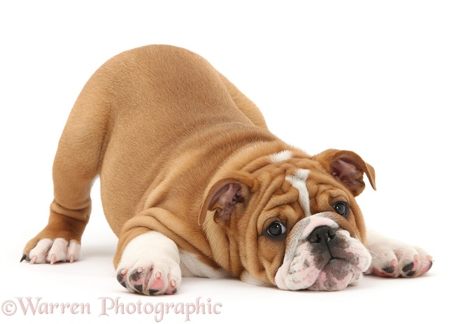 Playful Bulldog pup, 11 weeks old, in play-bow, white background