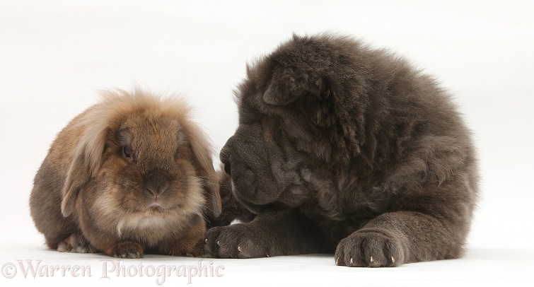 Blue Bearcoat Shar Pei pup, Luna, 13 weeks old, with Lionhead-cross rabbit, white background