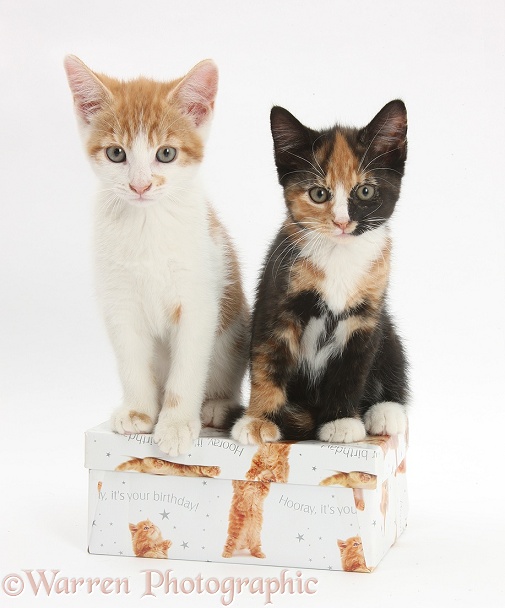 Ginger-and-white and tortoiseshell kittens on a birthday box, white background