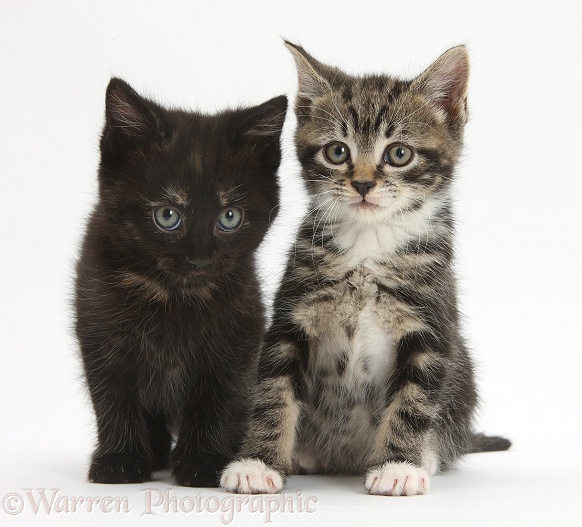Tabby and black kittens, white background