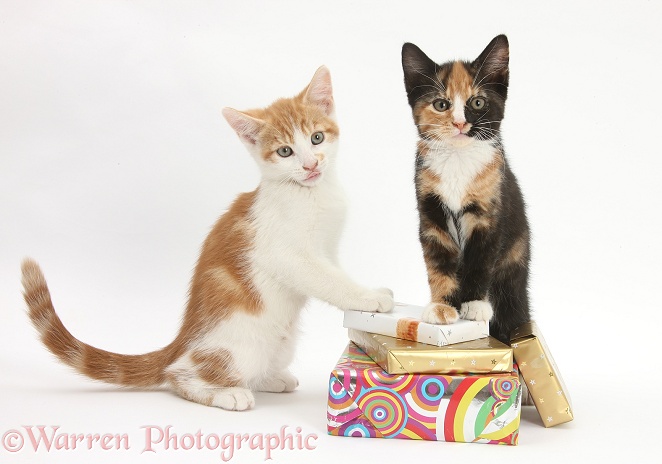 Ginger-and-white and tortoiseshell kittens on birthday parcels, white background