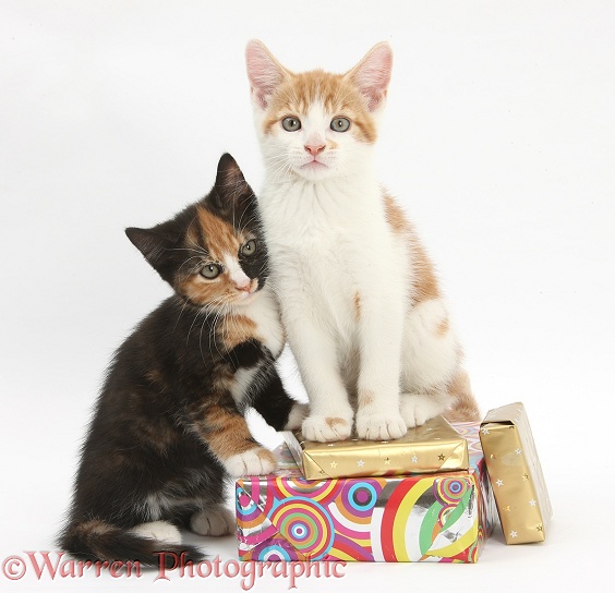 Ginger-and-white and tortoiseshell kittens on birthday parcels, white background