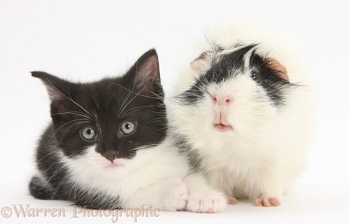 Black-and-white kitten with black-and-white Guinea pig, white background