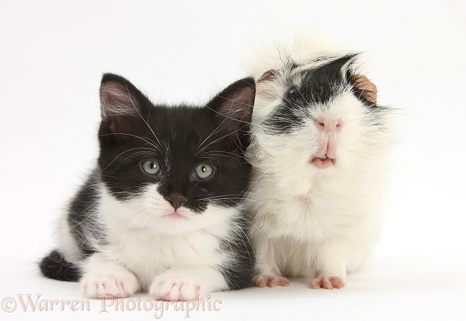 Black-and-white kitten with black-and-white Guinea pig, white background