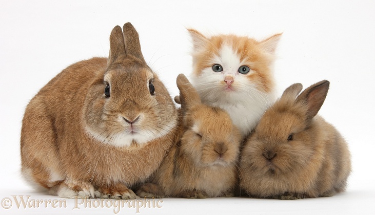 Ginger-and-white kitten, sandy Netherland dwarf-cross rabbit, Peter, and baby Lionhead cross rabbits, white background