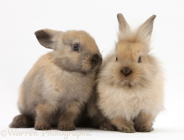Young sandy rabbits, white background