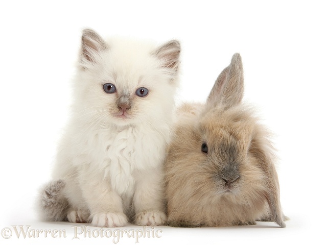 Young windmill-eared rabbit and colourpoint kitten, white background