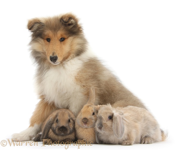 Rough Collie pup, Laddie, 14 weeks old, with three young rabbits, white background